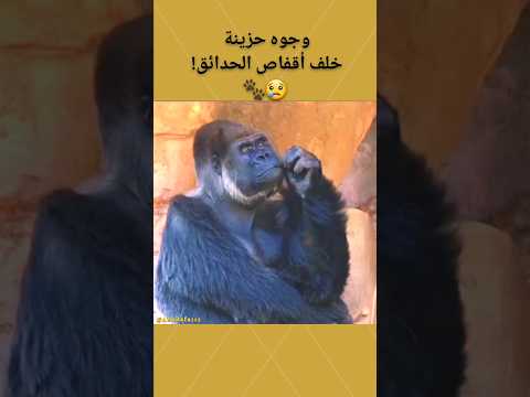 حيوانات ح زي نة خلف أقف اص الحدائق 