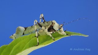 Katydid from Ecuador