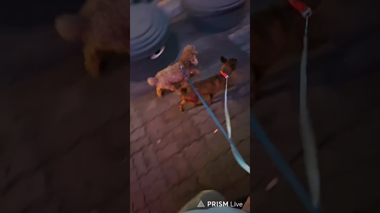 멍멍이들과 같이 산책하는 영상