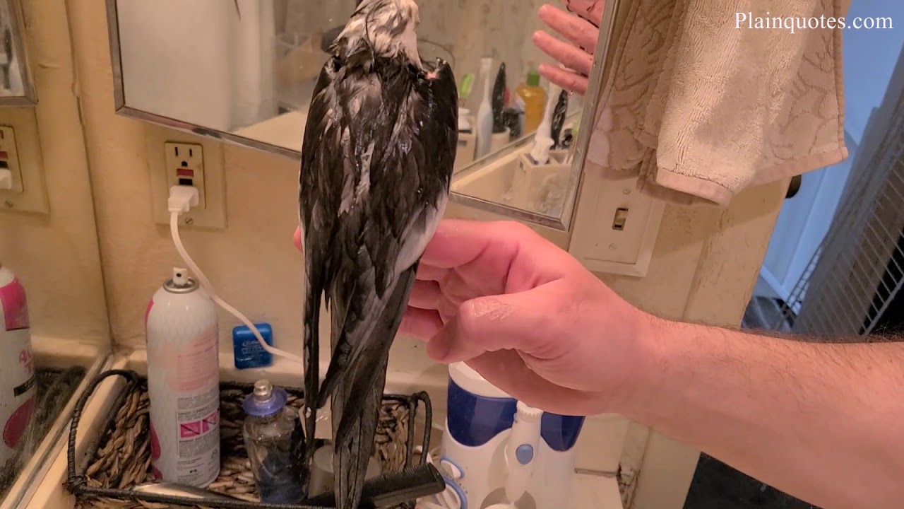Giving My Cockatiel A Bath