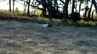 Tally running 2.avi