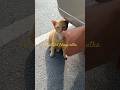 wat lokaya sutha cat #shots #cat