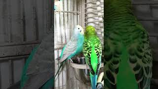 Cute Parakeets Eating Veggies, #shorts Cute Budgies Chirping. Reduce Stress of lonely Birds