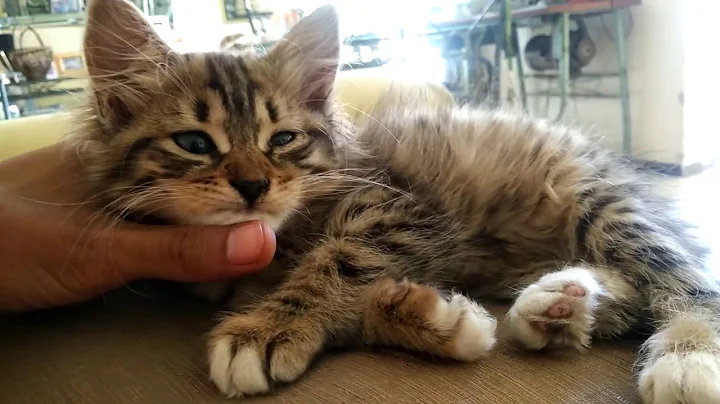 Watch the video about Kitten falling asleep - Tabby Bengal cat