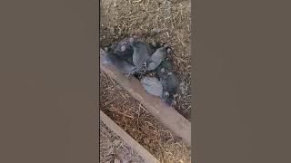 Rats Found With Tails Tied Together in Eastern Estonia