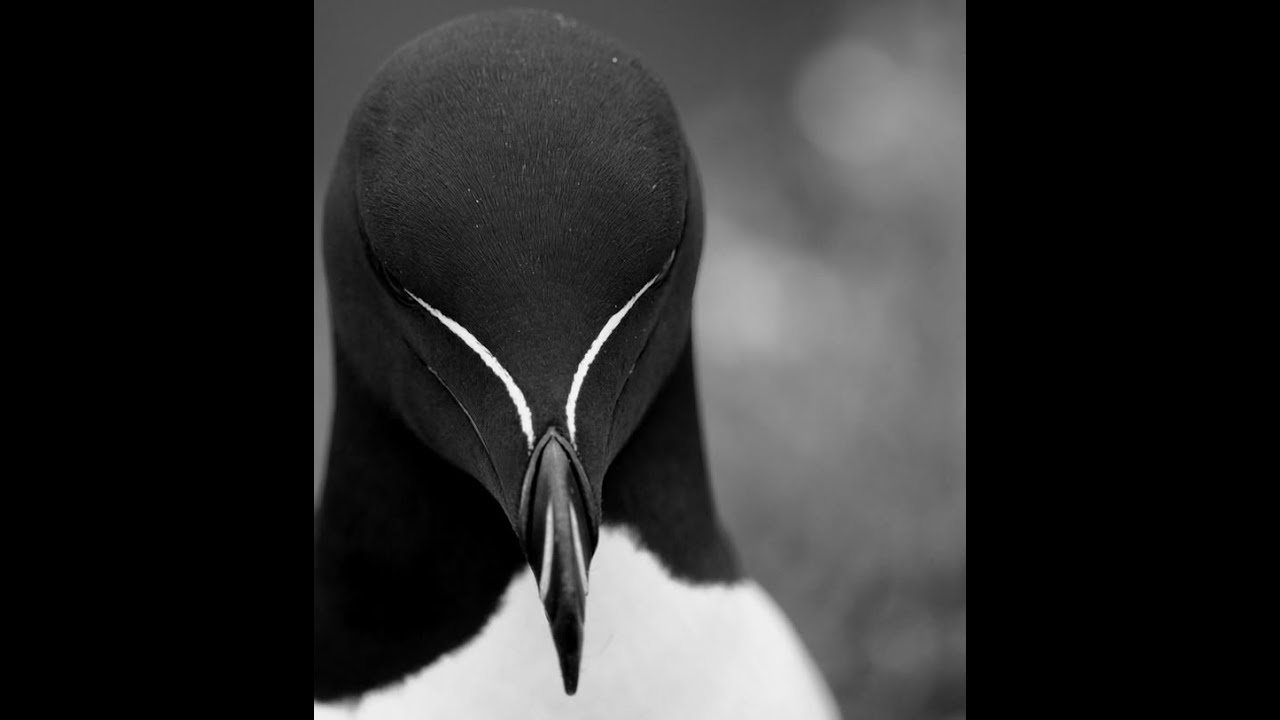 Rampage (Roblox Ohio