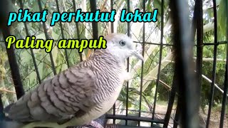 pikat perkutut lokal paling ampuh