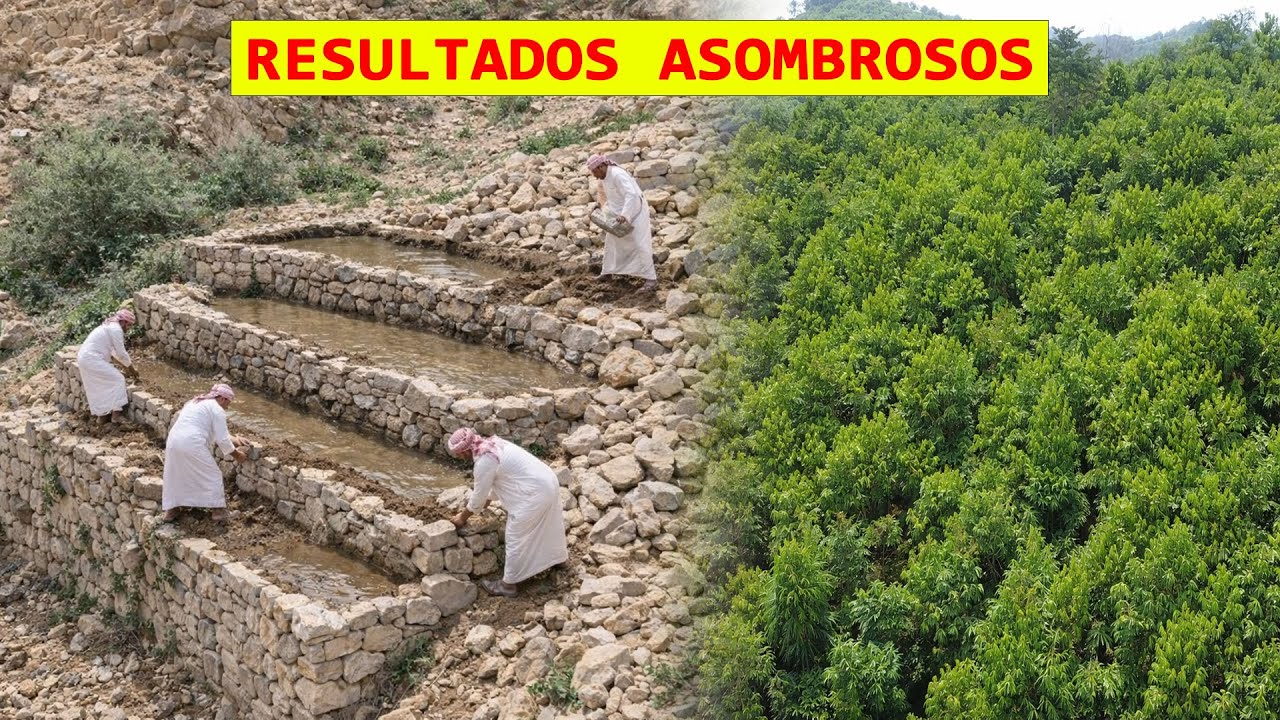 Arabia Saudita Construyó Agricultura Regenerativa En El Desierto — Difícil De Creer