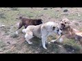 Нападение саги дахмарда к нам. Attack Alabai dogs