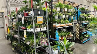 LOWES AFTER NEW YEAR HOUSEPLANT 75% OFF & MORE CLEARANCE TOUR🪴BIG BOX PLANTS STARTING FROM $1 🛒