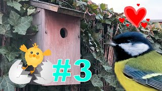 Chick 3, Egg Cracks And Cleaning Up And Taking Care For 3 Chicks Great S Live In Arnhem