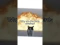 When The Power Nap Goes Wrong #artist #funny #silly #meme #miunavt