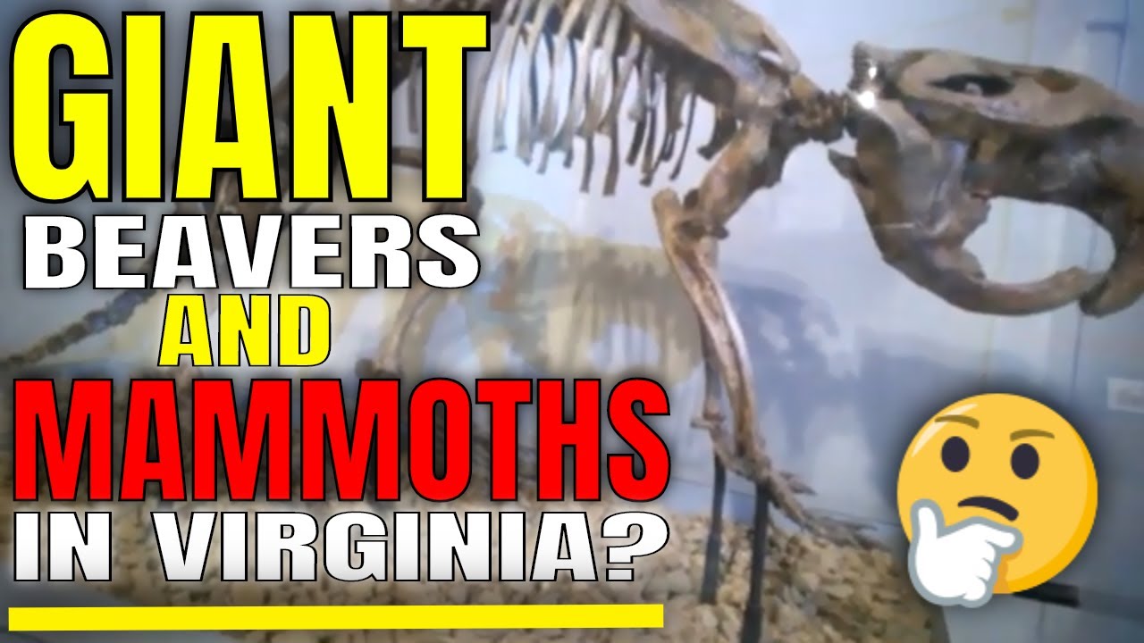 Woolly Mammoth Fossils Ice Age Indian & Civil War Relics Saltville