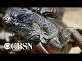 Florida declares open season on green iguanas