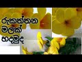 DIY Crafts : How to Make Foam Sheet Flower, රුකත්තන මලක් හදමුද