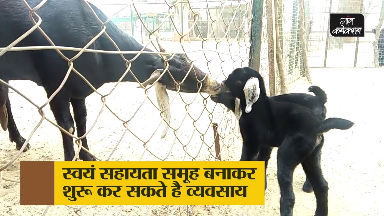 employment news tamilnadu बकरी के मांस और दूध से बने उत्पाद भी दिला सकते हैं मुनाफा | CIRG educating on goat husbandry |
