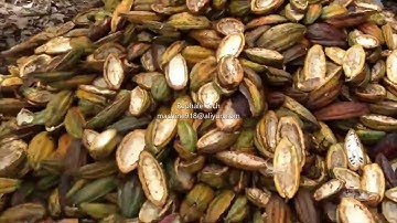 fresh cocoa pod cracker