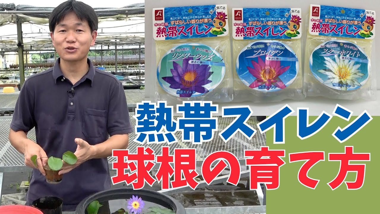 【熱帯スイレン】球根の育て方！芽出しから開花までポイントを教えます【赤塚植物園農場だより】