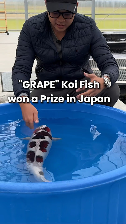 “GRAPE” Japanese Koi Fish won a prize in Koi show #koi #koifish #nishikigoi #japanesekoifish