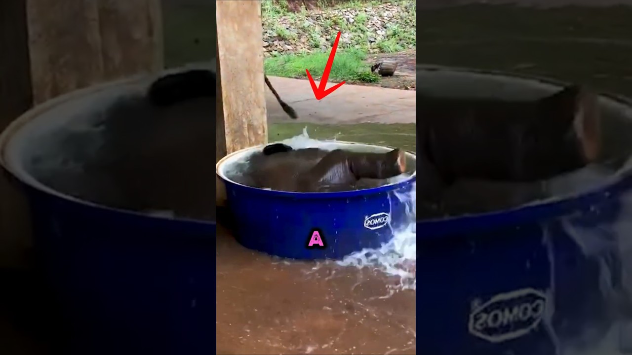 Baby Elephant Is Bathing 