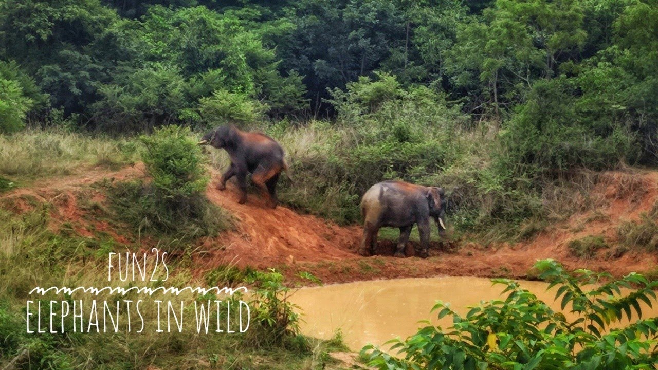 Elephants in Wild |Wallowing Behaviour | Chandaka WS