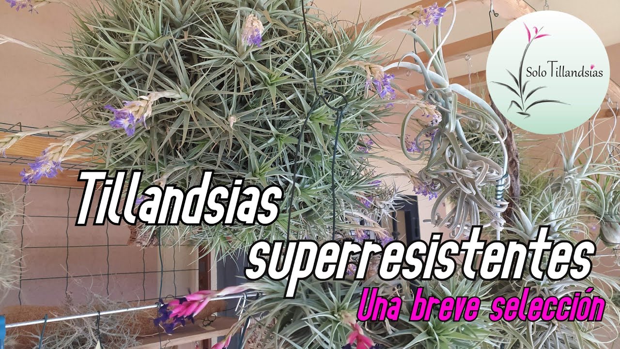 Tillandsias Superresistentes