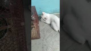 Cat  Finch ko pareshan karrha h
