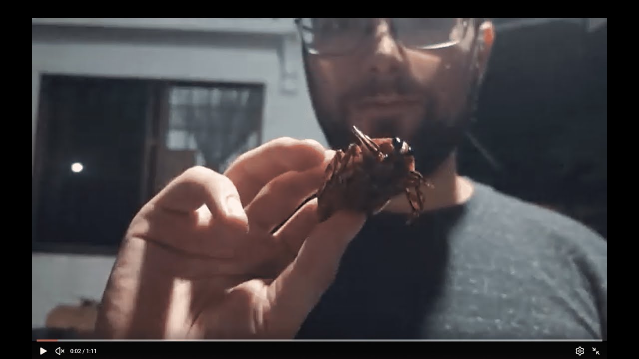 Eating a Bunch of Insects in Siem Reap, Cambodia