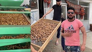 Factory Processing of Walnuts in Jammu | Walnuts Factory Process