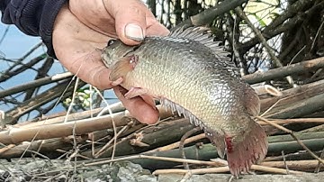 Câu cá rô đồng.gặp bầy cá mắc cạn.#ông bạn trúng ổ rô khủng#youtube câu cá hóc môn