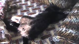 Кот спит на спине! Кот спит на спине!