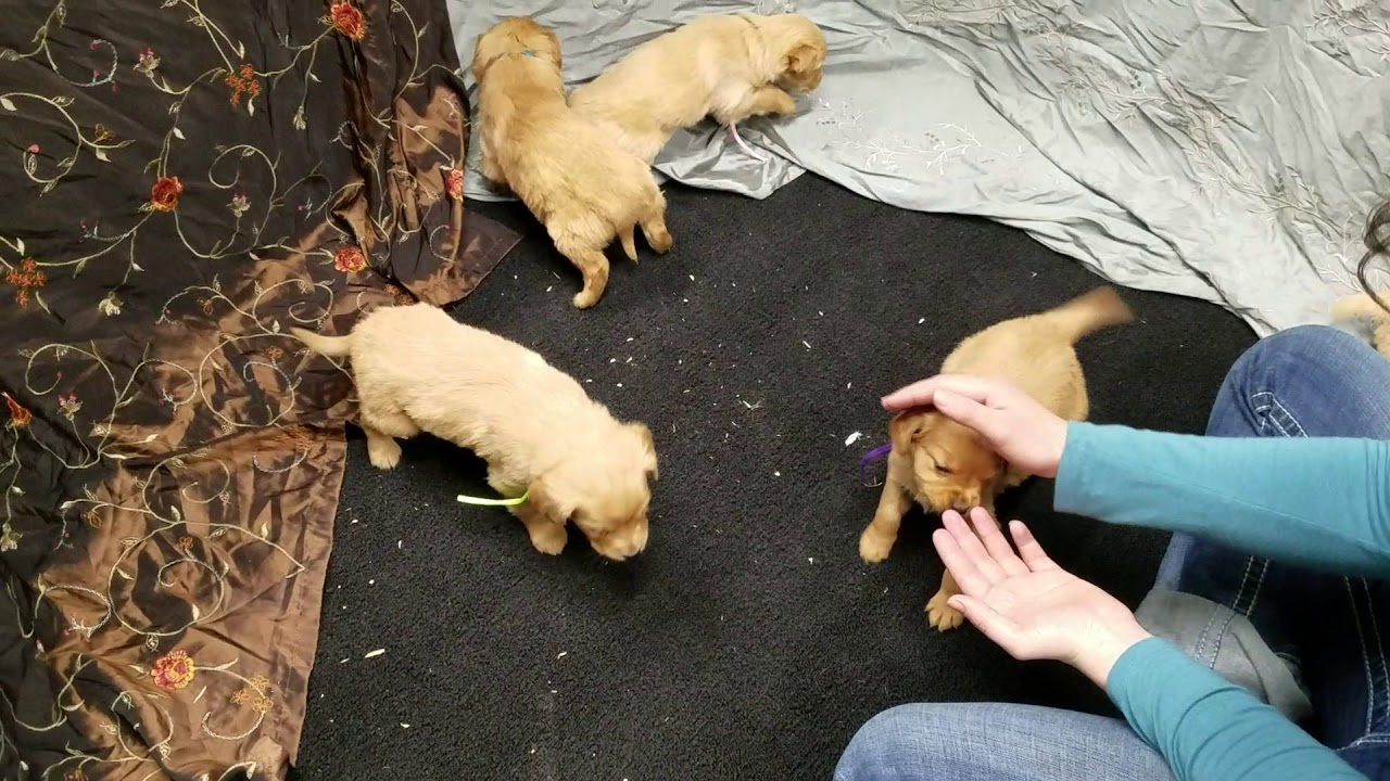 Cherry Puppies YouTube