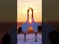 Unbelievable Animal Mating Rituals You Won't Believe!