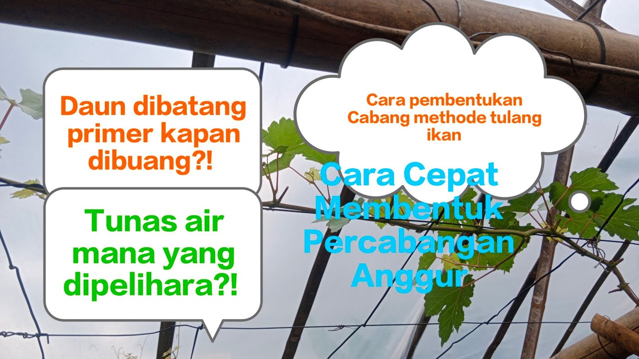 Sejak kapan daun dibatang primer dihilangkan⁉️Apa tujuannya❓proses membentuk cabang anggur