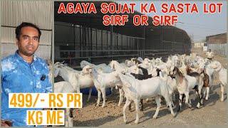 Agaye Dhamaka Dene Faizan Bhai Ab Tak Ka Sub Se Sasta Sojat Lot Bakre Wala Goat Farm Bhiwandi Padgha