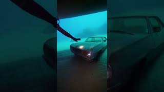 Massive Eal Found in Underwater Car #wildlife #underwater #msytery