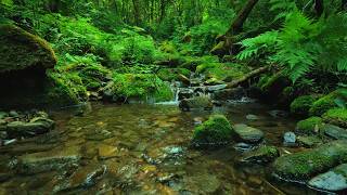 Beautiful Forest Stream 🌿 Gentle Bird Songs & Trickling Water Sounds for Sleep & Relaxation