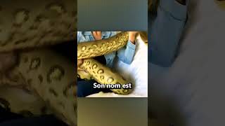 Elle élève un Anaconda ! Elle élève un Anaconda !
