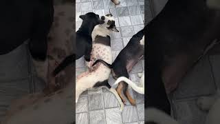 Marie Love Dog is my smart and adorable dog. She brings me happiness all the time.#ShortVideos #Dogs