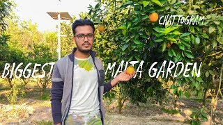 Dantmara Malta Farm in Chattogram | মাল্টা বাগান | bangla vlog 2019