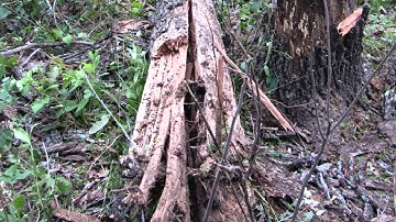 Dead Trees vs Exploding Targets