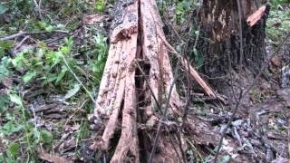 Dead Trees vs Exploding Targets