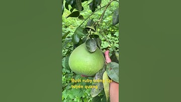 Bưởi ruby bói năm đầu #kỹthuậttrồngtrọt #bưởi