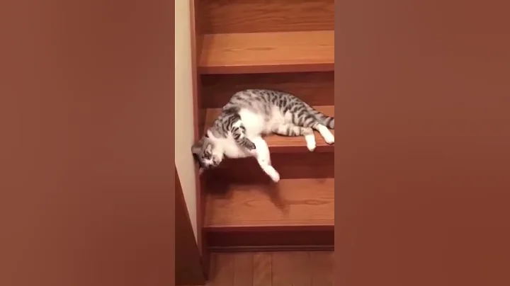 little cat