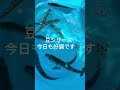 貝塚人工島リアルタイム釣果#フィッシングマックス二色の浜店 #リアルタイム釣果 #ショアジギング