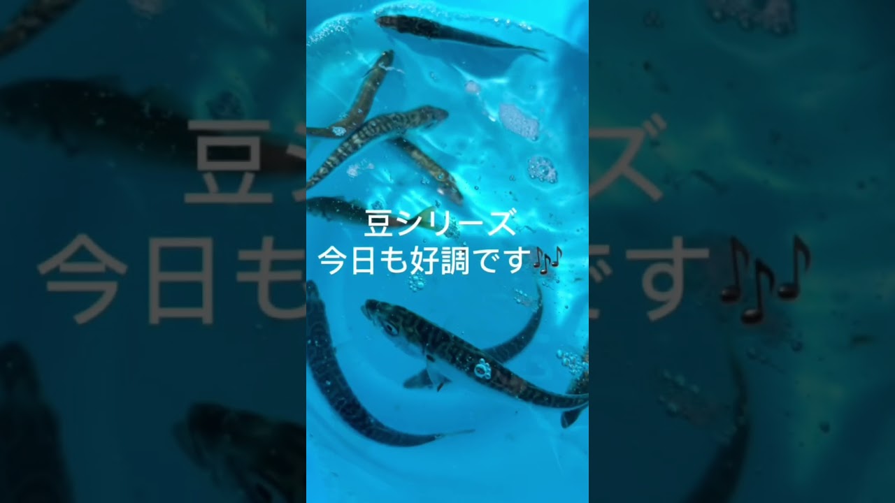 貝塚人工島リアルタイム釣果#フィッシングマックス二色の浜店 #リアルタイム釣果 #ショアジギング