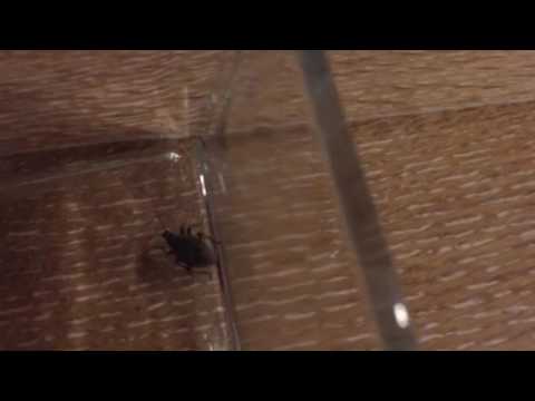 herping gear Weevils in the house!!??!!