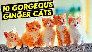 10 Gorgeous Ginger Cat Breeds With Beautiful Orange Fluff