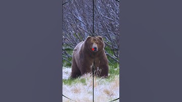 Bear Hunting | ours | orso | دب