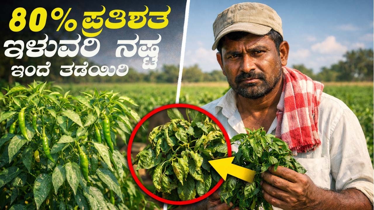 ಮೆಣಸಿನಕಾಯಿ ಎಲೆ ಮುರುಟು ನಿಮ್ಮ ಬೆಳೆಯನ್ನು ಉಳಿಸಲು ಸುಲಭ ಉಪಾಯಗಳು.